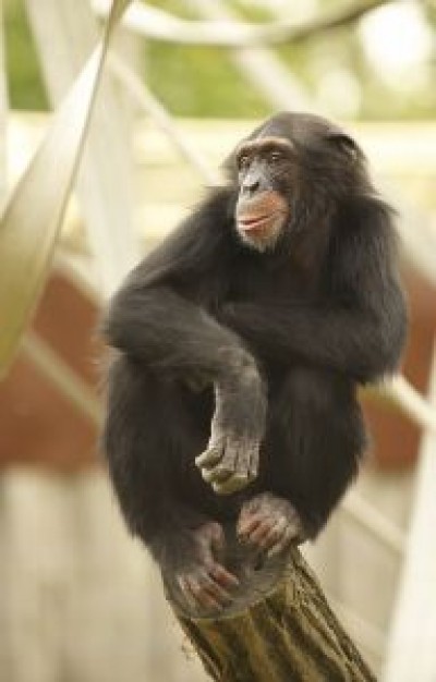 Night monkey chimpanzee Monogamy about University of Pennsylvania Proceedings of the Royal Society P